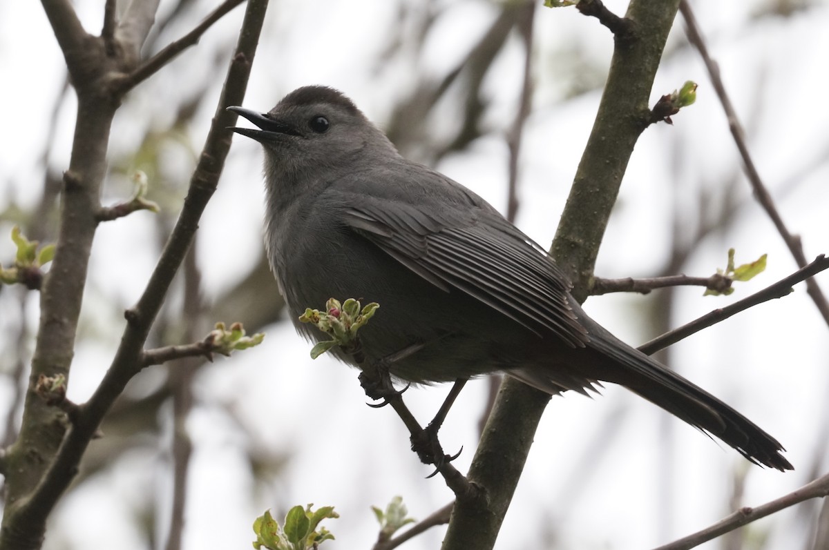 Gray Catbird - ML618519167