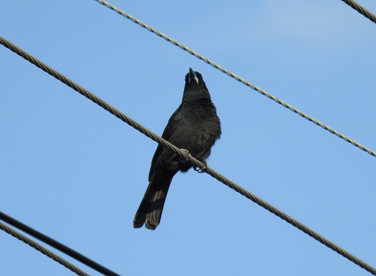 Black Butcherbird - ML618519172