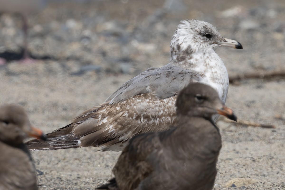 Gaviota Californiana - ML618519188