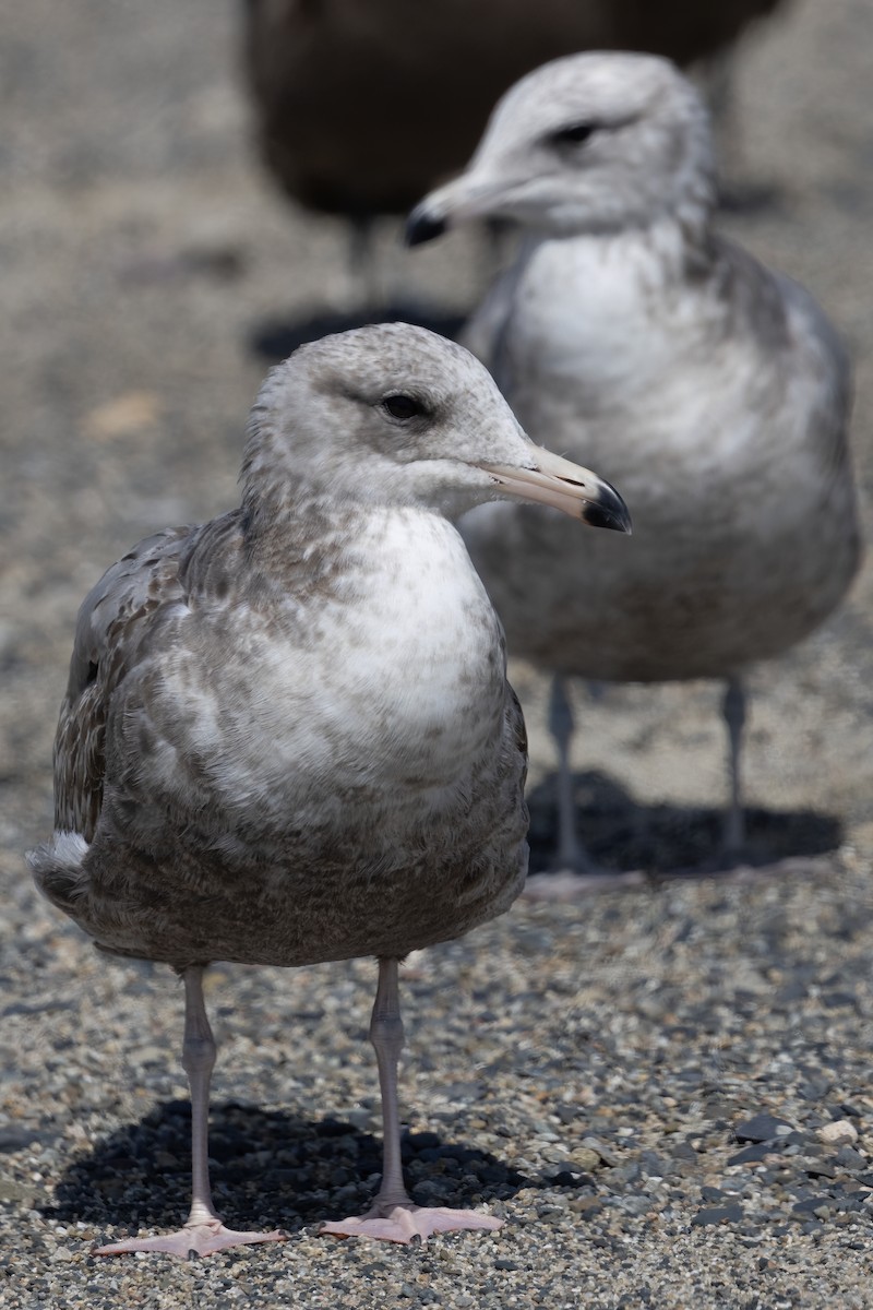 Gaviota Californiana - ML618519189