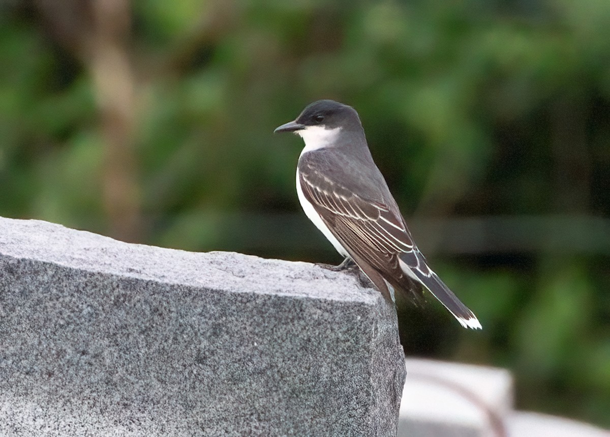 Eastern Kingbird - ML618519228