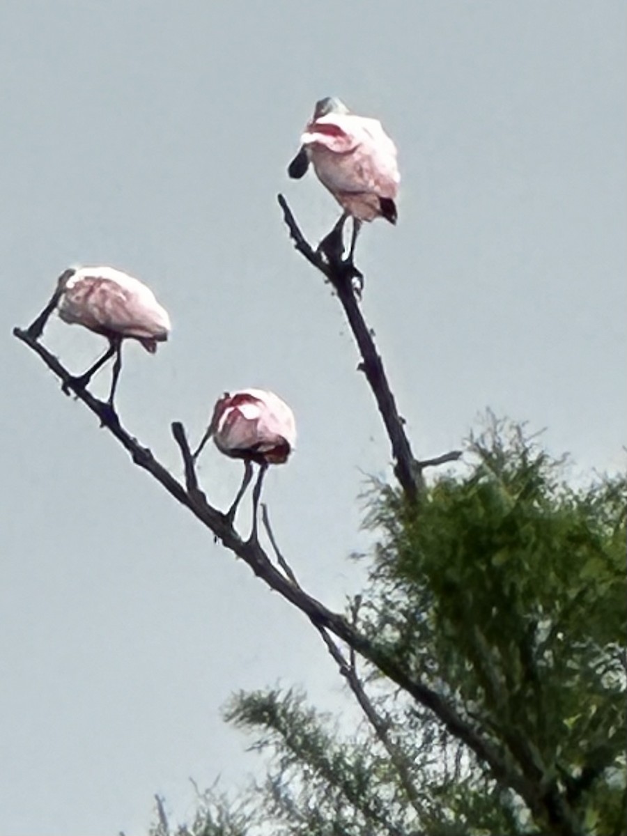 Roseate Spoonbill - Chris Belcher