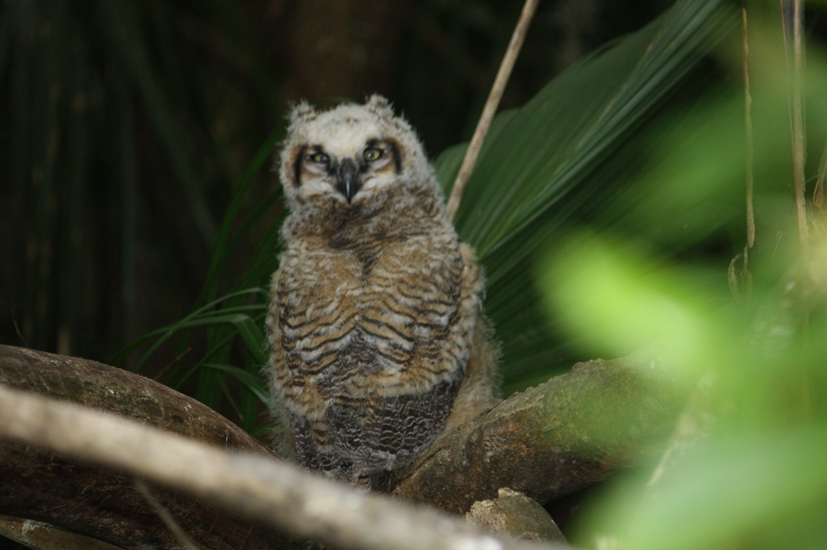 Great Horned Owl - ML618519234