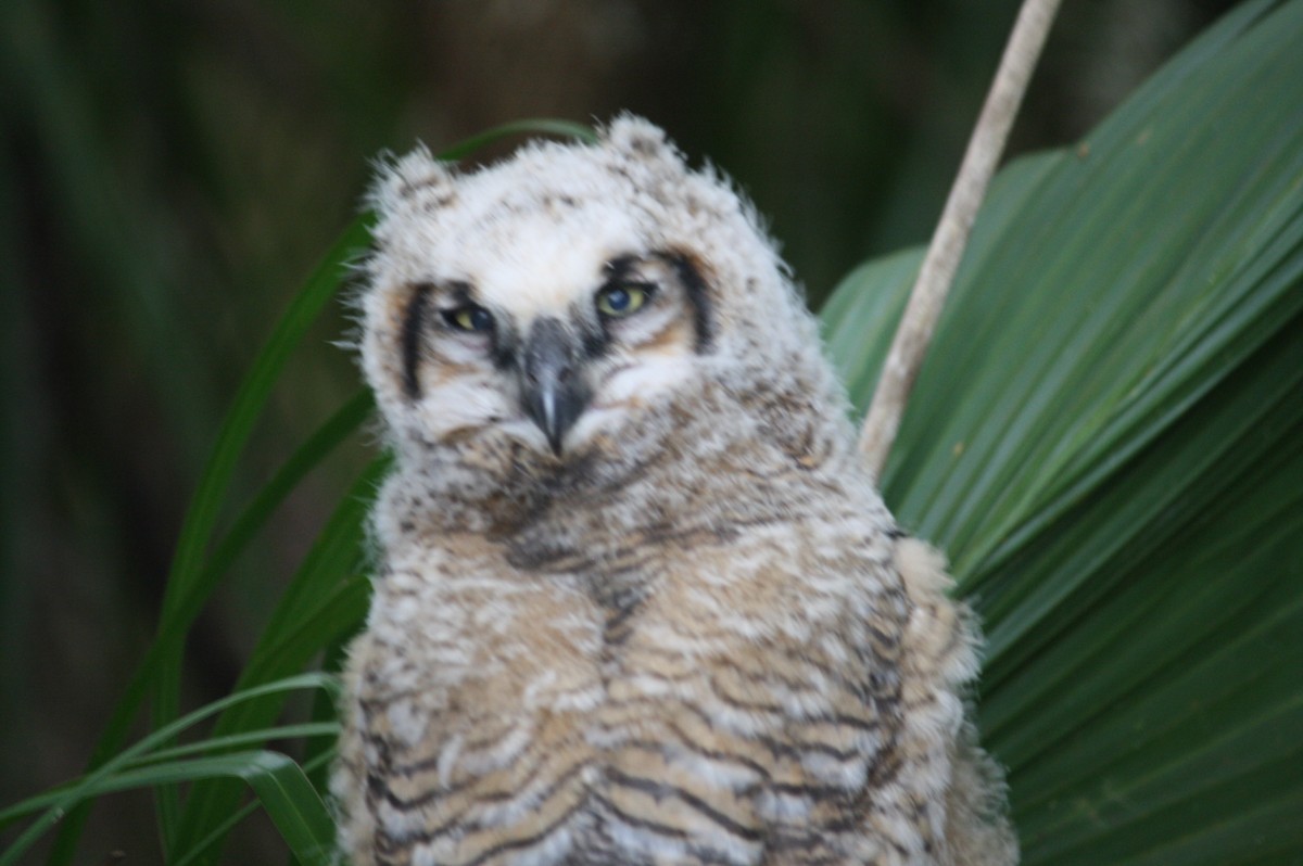 Great Horned Owl - ML618519235