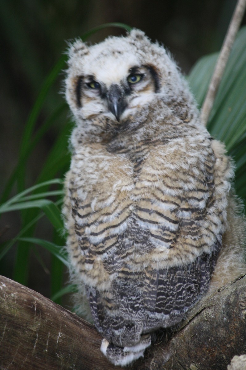 Great Horned Owl - ML618519236