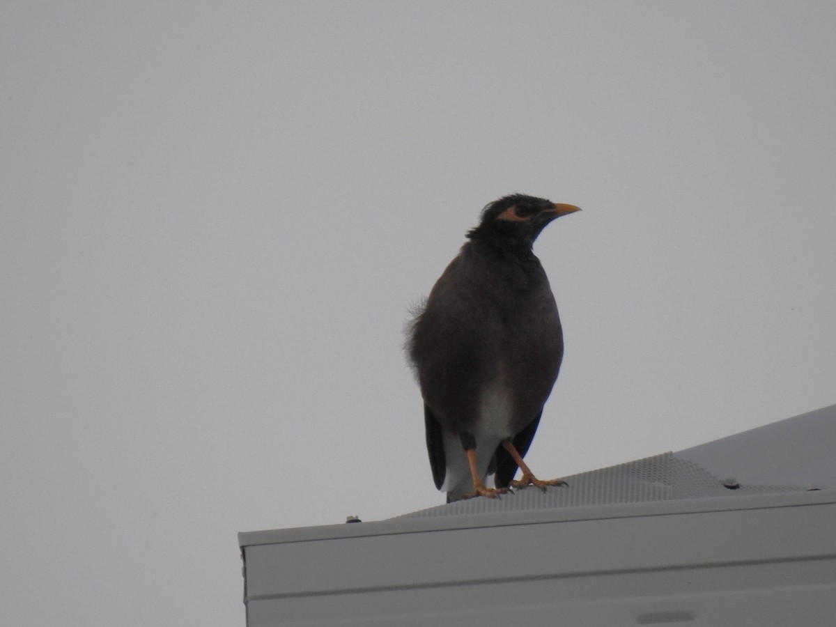 Common Myna - Monica Mesch