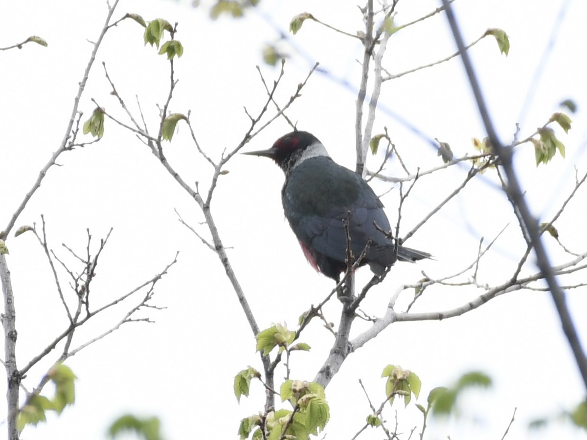 Lewis's Woodpecker - ML618519282