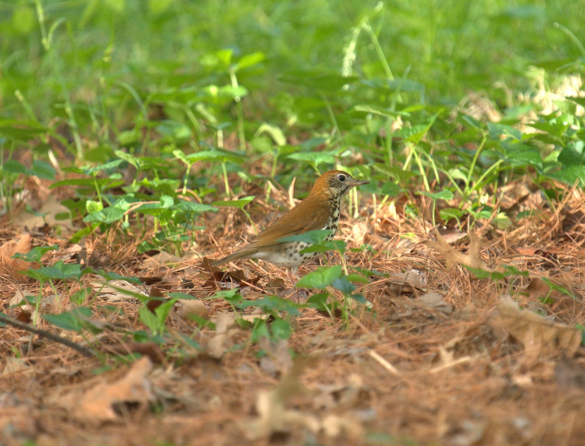 Wood Thrush - Cindy & Gene Cunningham