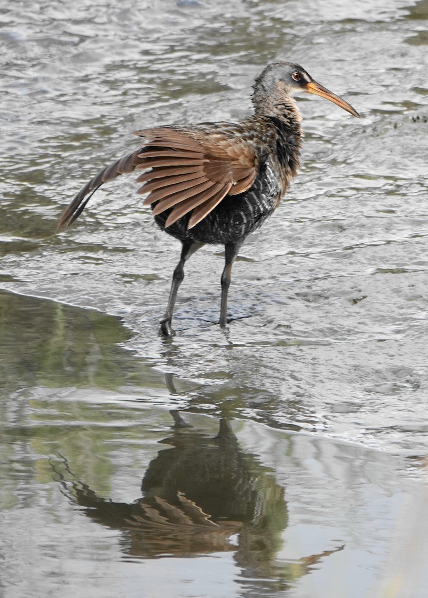 Clapper Rail - Dennis Forsythe