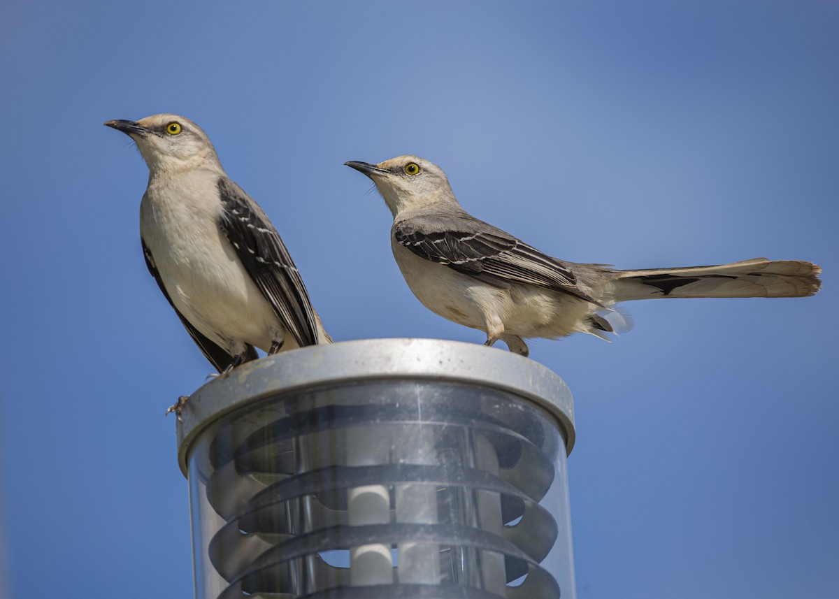 Tropical Mockingbird - Josiah Vandenberg