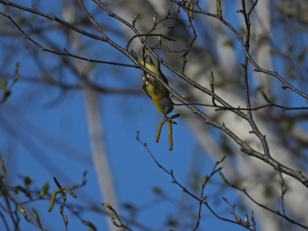 Nashville Warbler - Anonymous