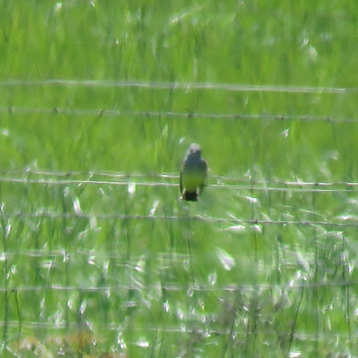 Western Kingbird - ML618519299