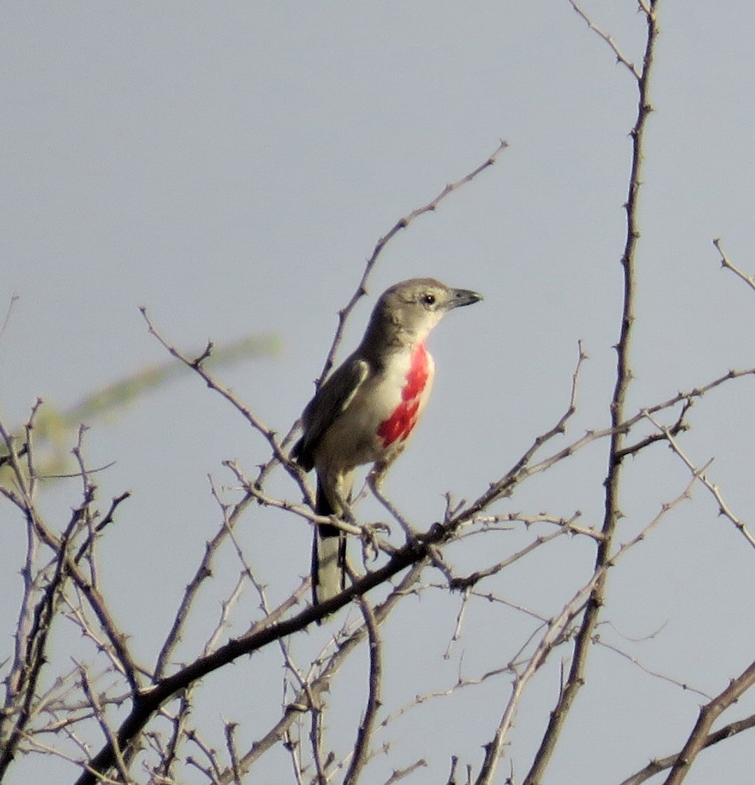 Rosy-patched Bushshrike - ML618519317