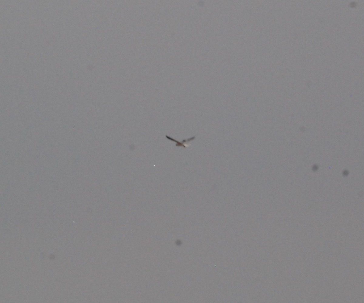 White-tailed Kite - Cal Stuebner