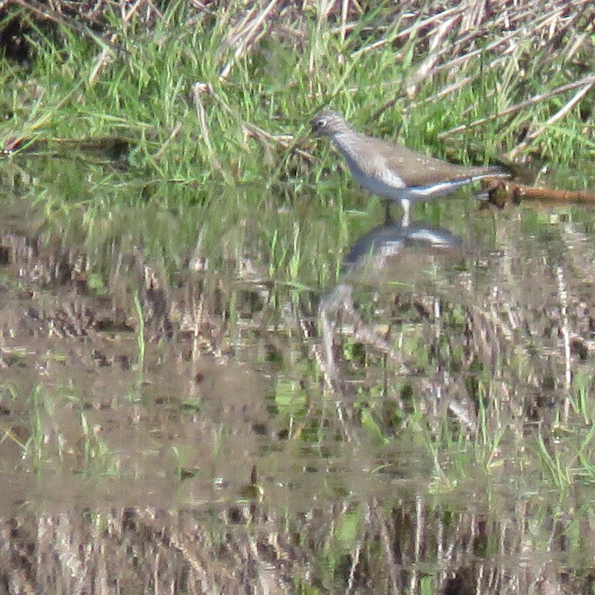 Solitary Sandpiper - ML618519366