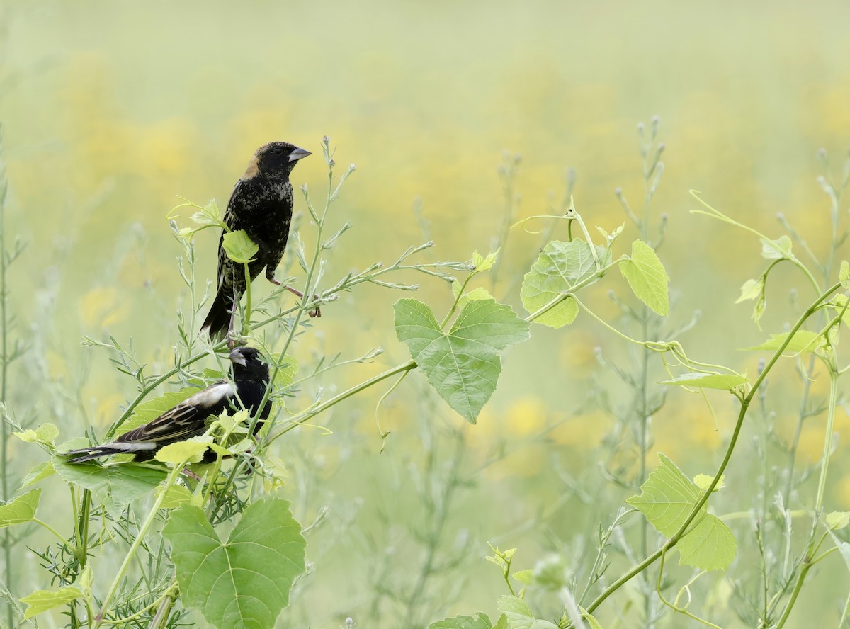 Bobolink - Grace Simms  🐦‍⬛