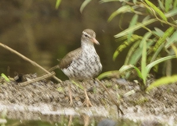 Spotted Sandpiper - ML618519382