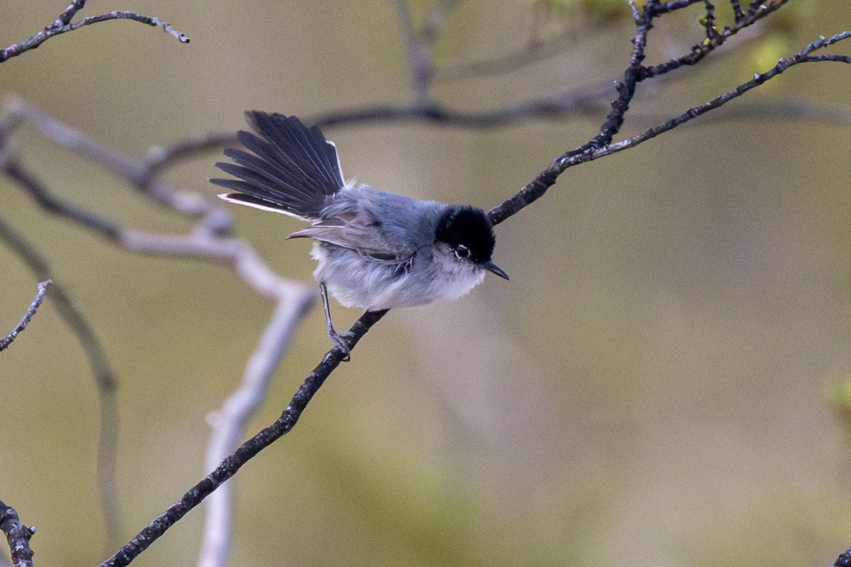 Black-tailed Gnatcatcher - ML618519389