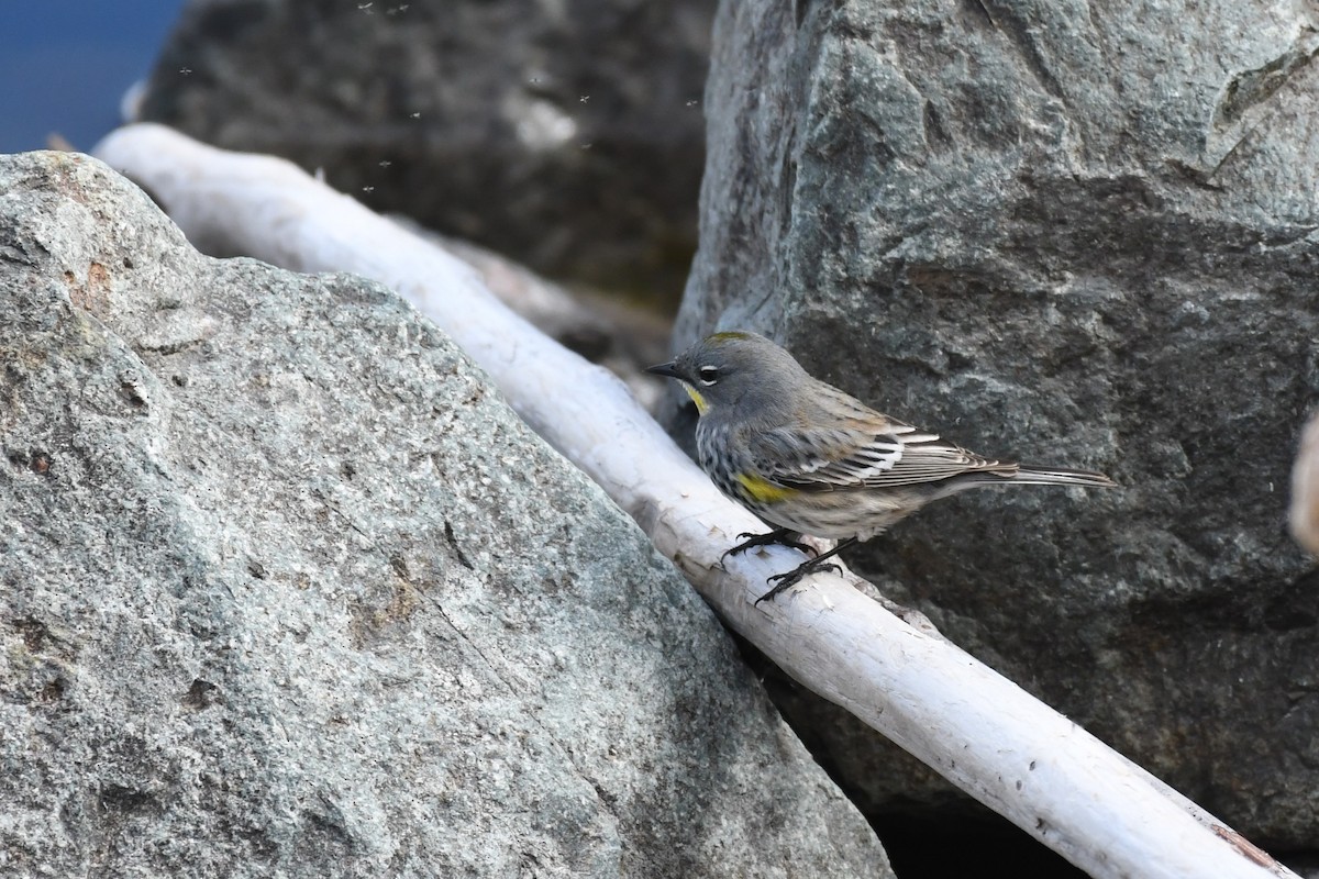 Yellow-rumped Warbler - Tristan Jobin