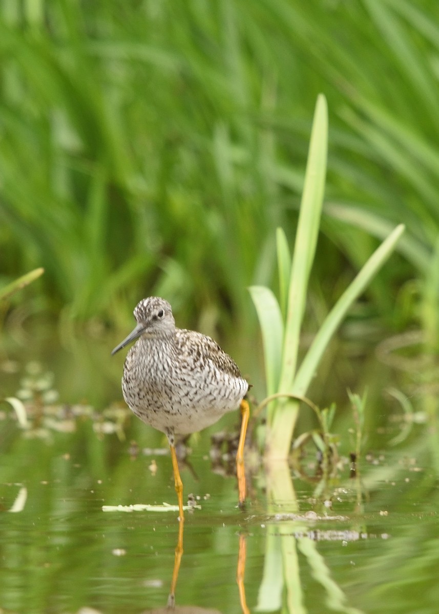 Greater Yellowlegs - ML618519415