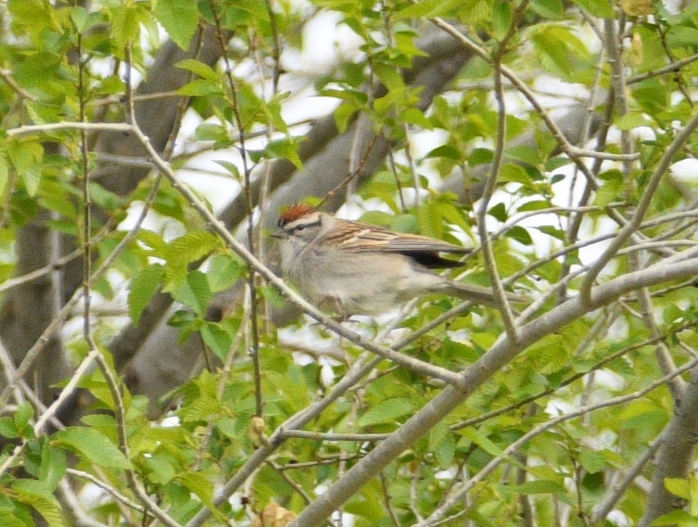 Chipping Sparrow - Peter Olsoy