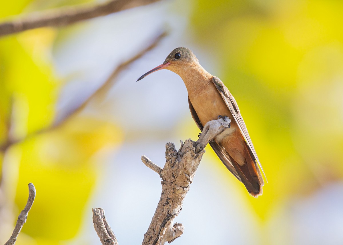 kolibřík ryšavý - ML618519421