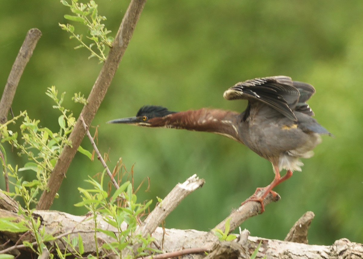 Green Heron - Guy Babineau