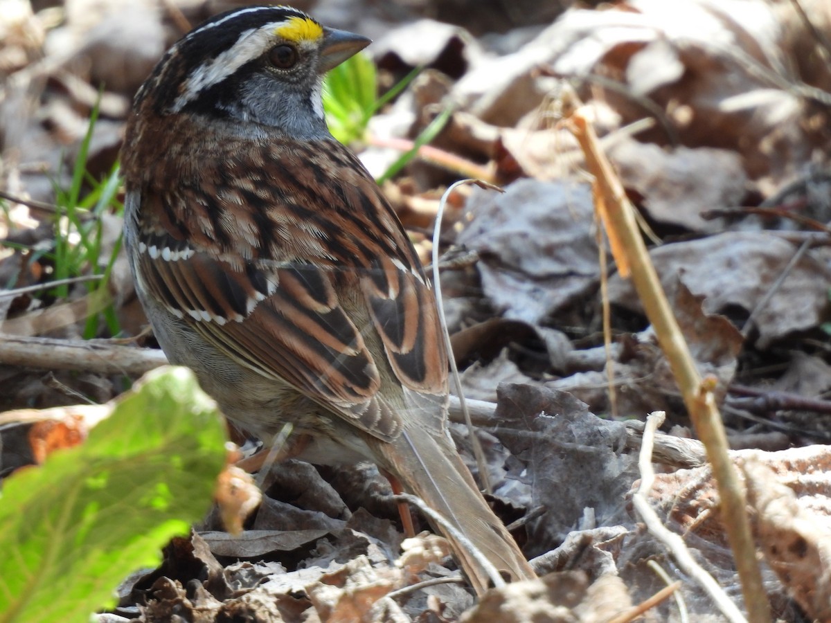 White-throated Sparrow - ML618519456