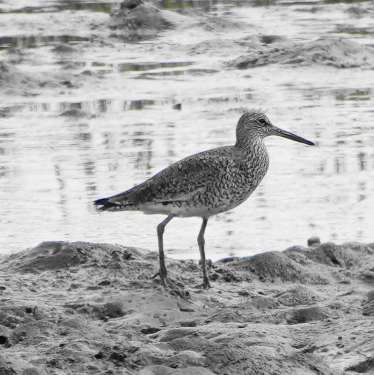 vodouš břehoušovitý (ssp. semipalmata) - ML618519468