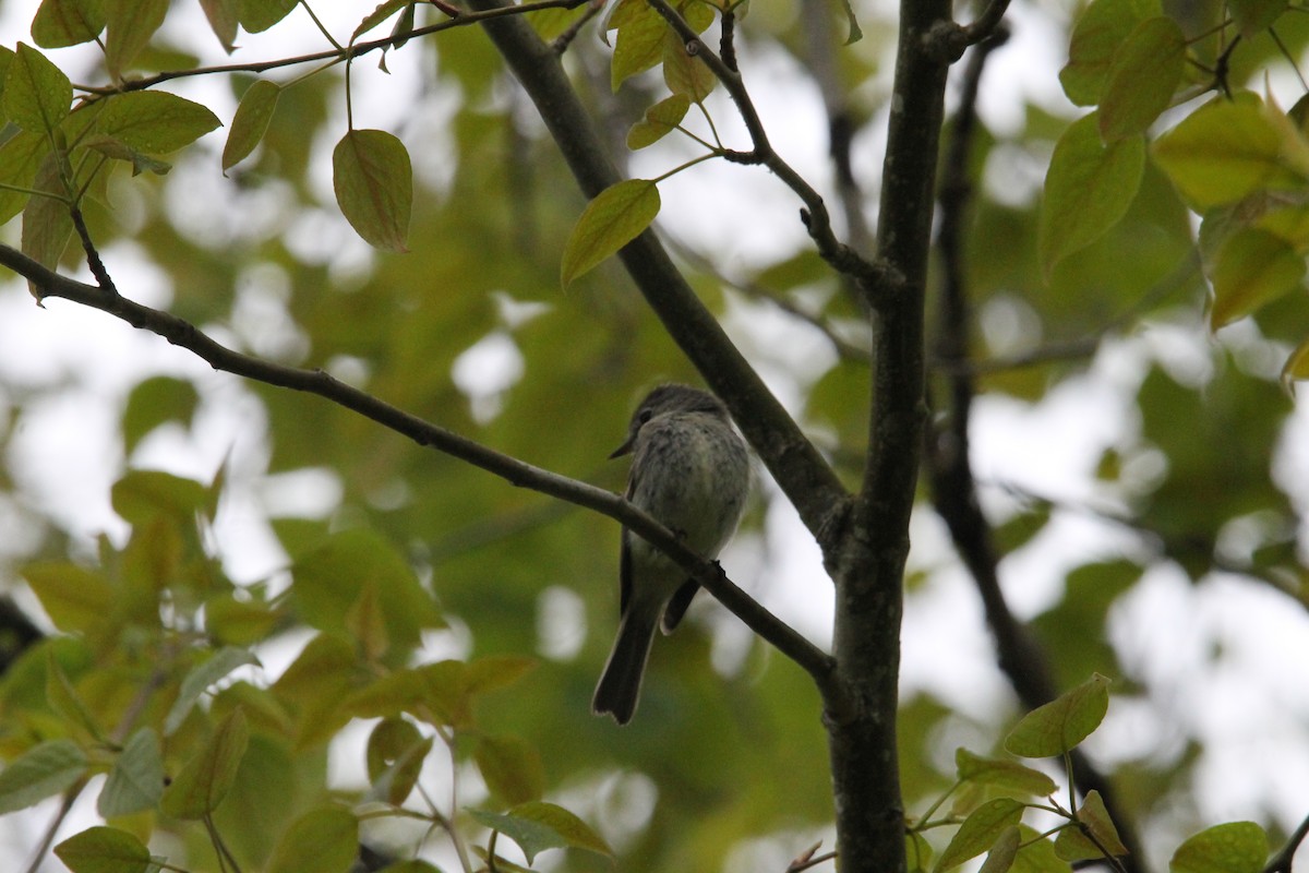 Dusky Flycatcher - Andrew Eller