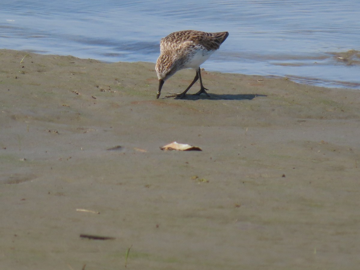 Semipalmated Sandpiper - ML618519472