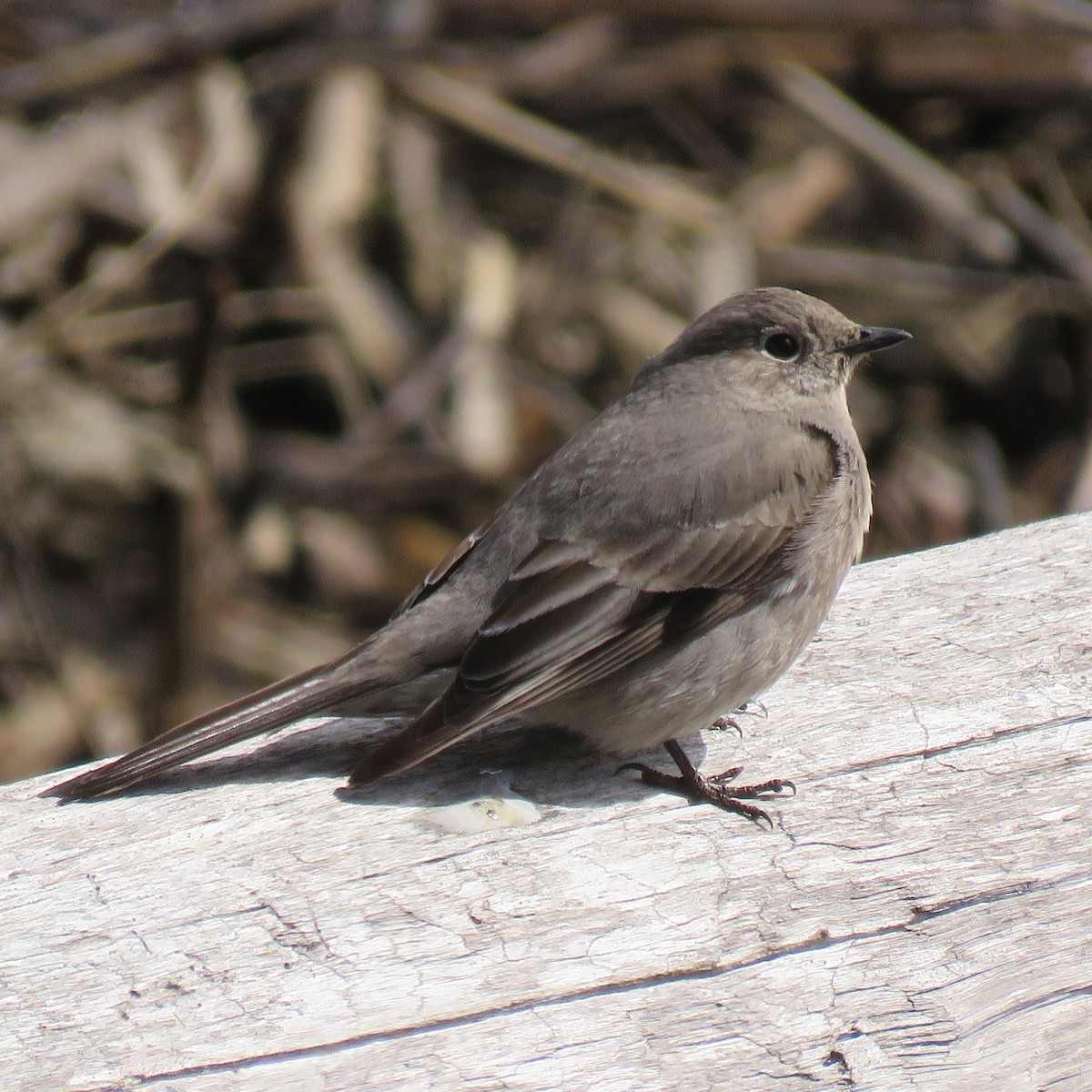 Townsend's Solitaire - ML618519488