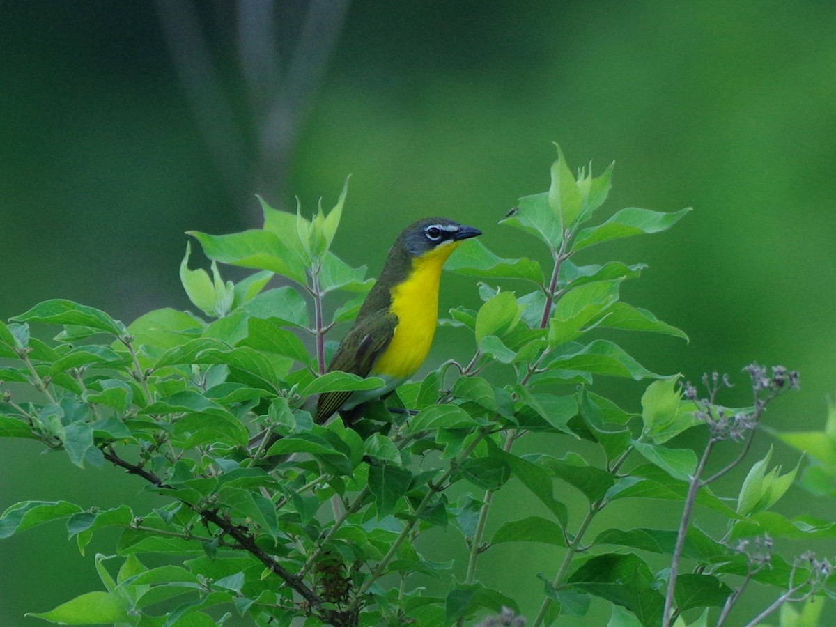 Yellow-breasted Chat - ML618519512