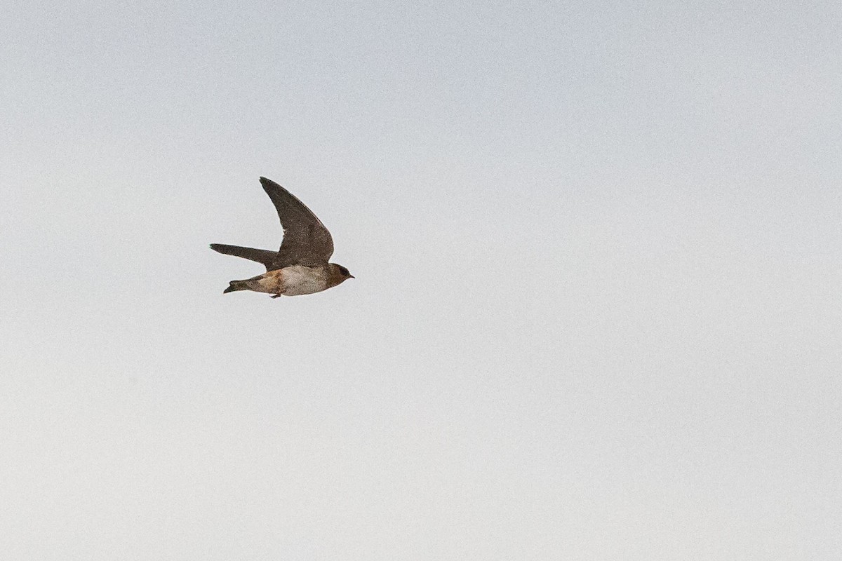 Cliff Swallow - ML618519527