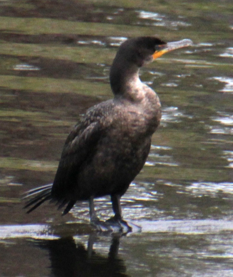 Double-crested Cormorant - ML618519553