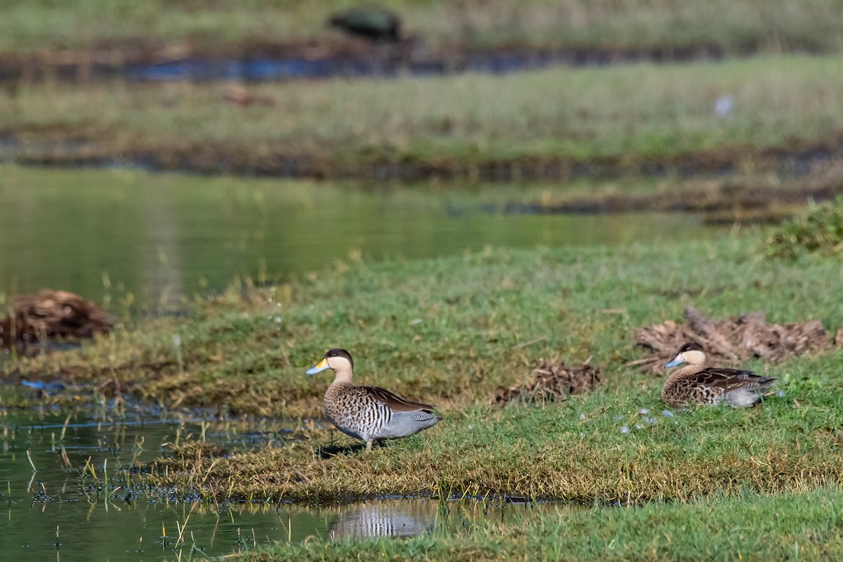 Silver Teal - Raul Aguero