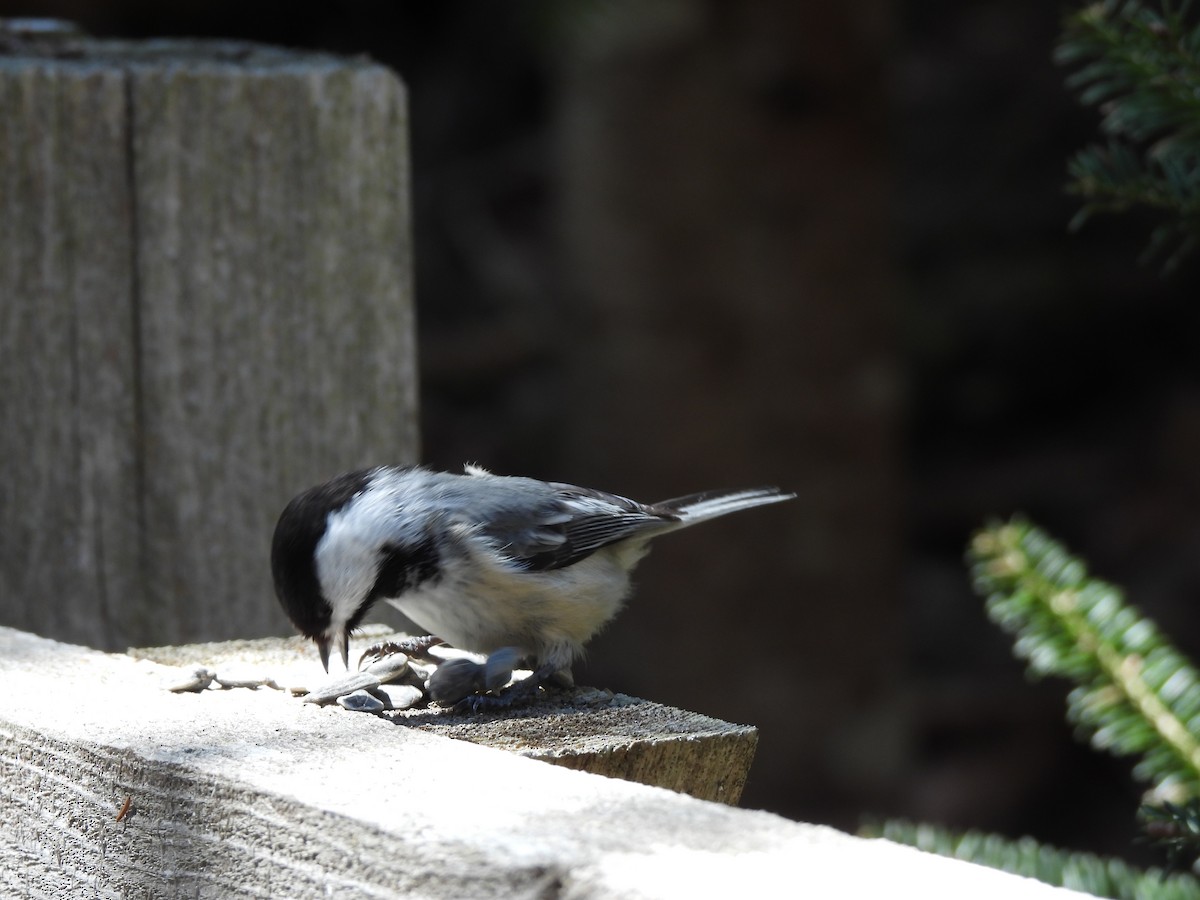 Black-capped Chickadee - ML618519561