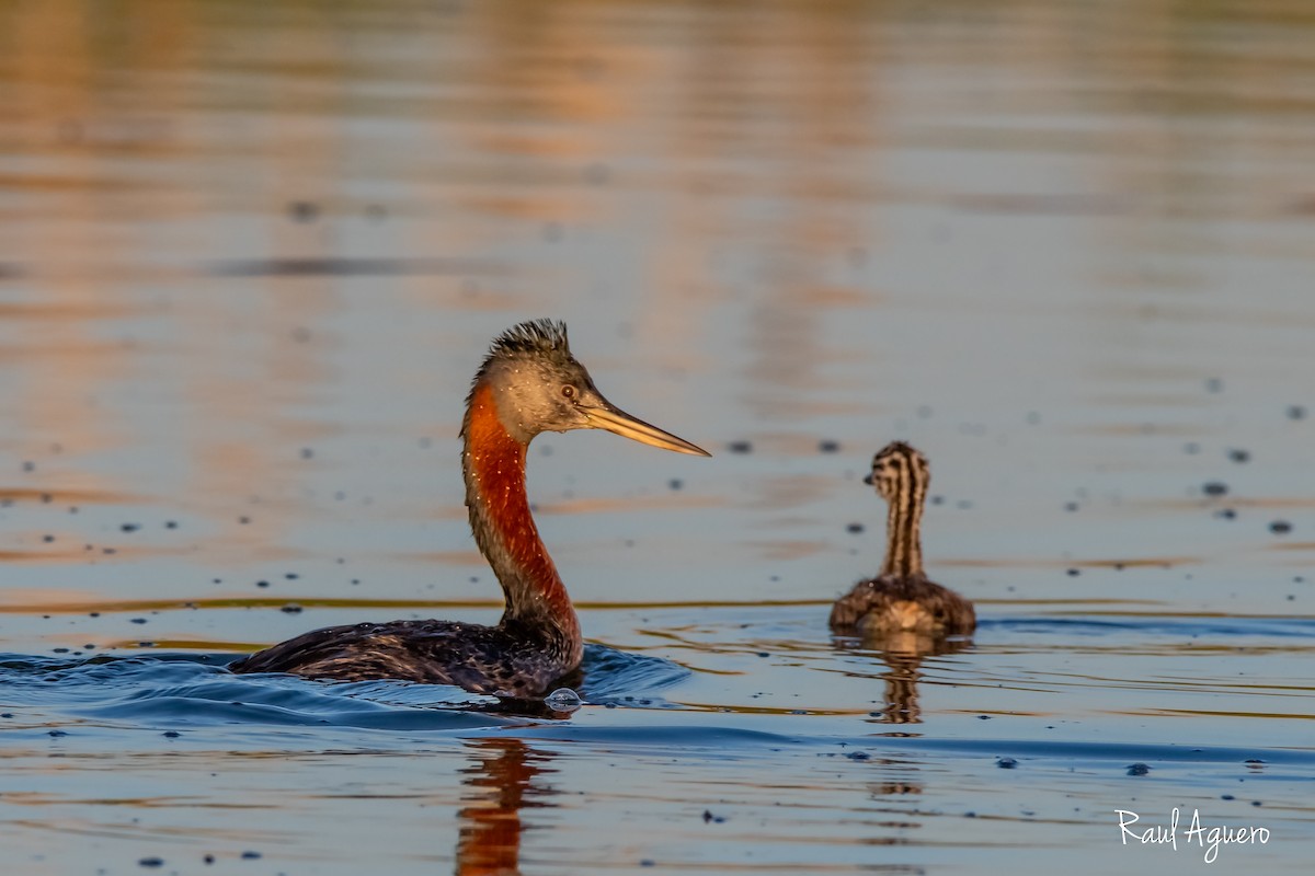 Great Grebe - ML618519579