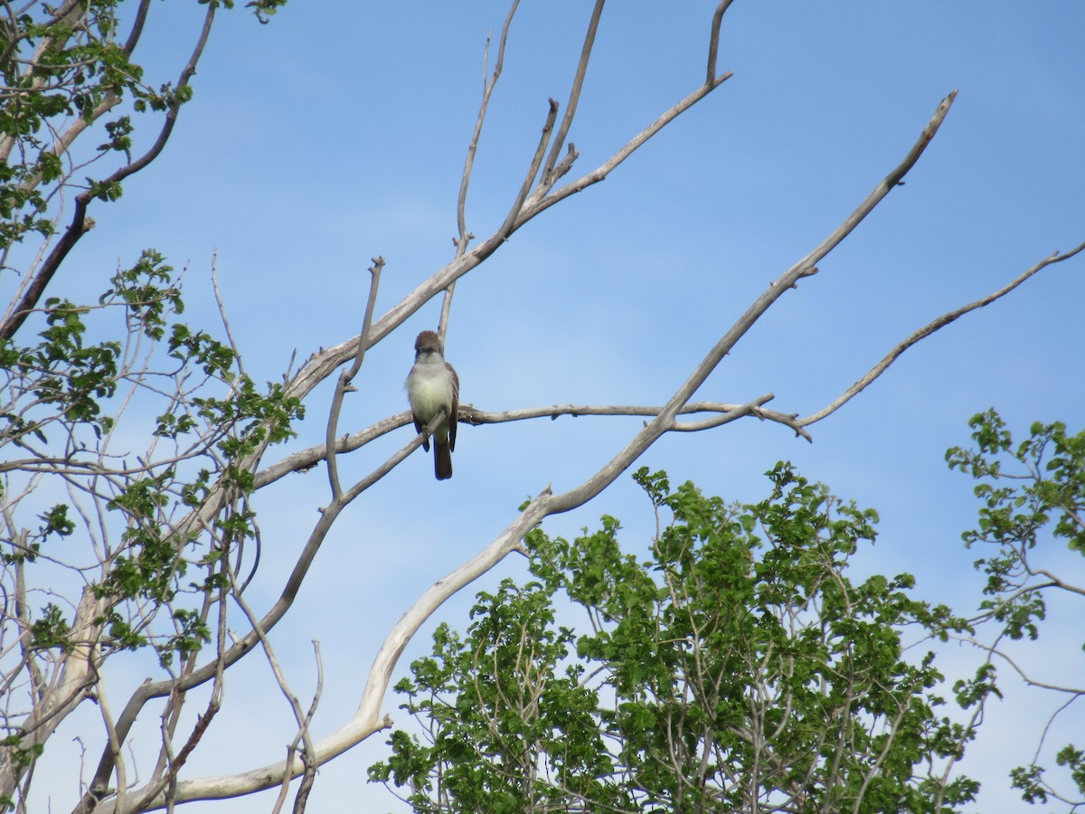 Ash-throated Flycatcher - Peter Stoltz