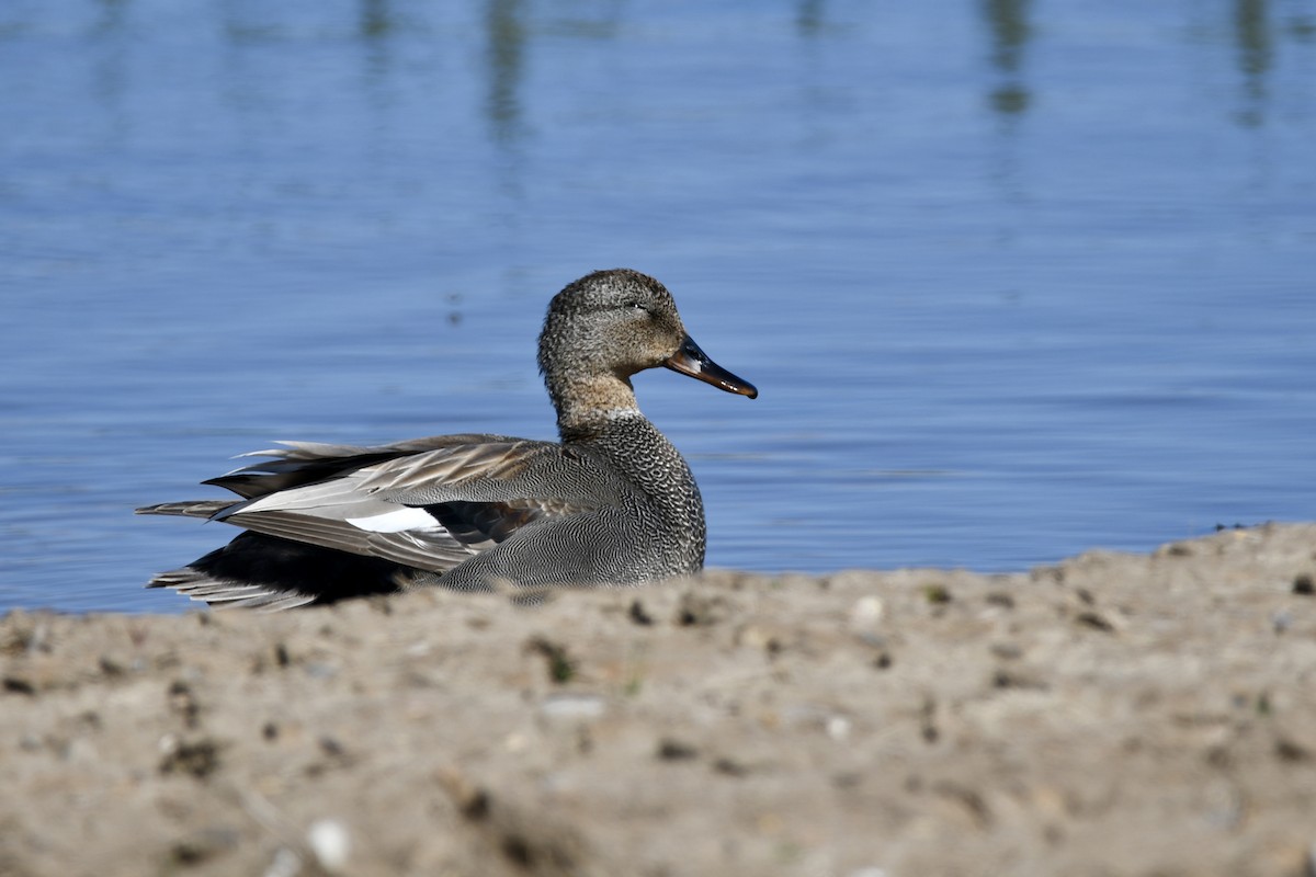 Gadwall - Stanley Davis