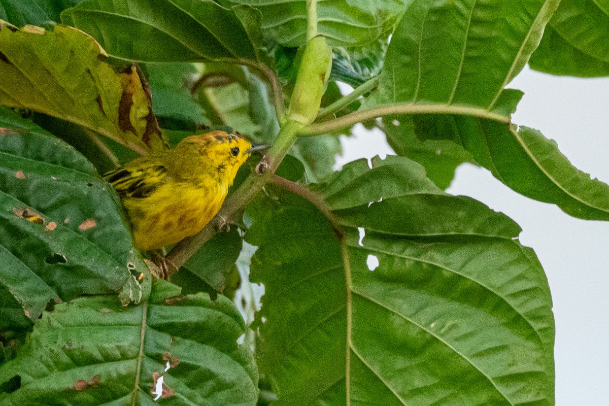 Yellow Warbler (Mangrove) - ML618519626