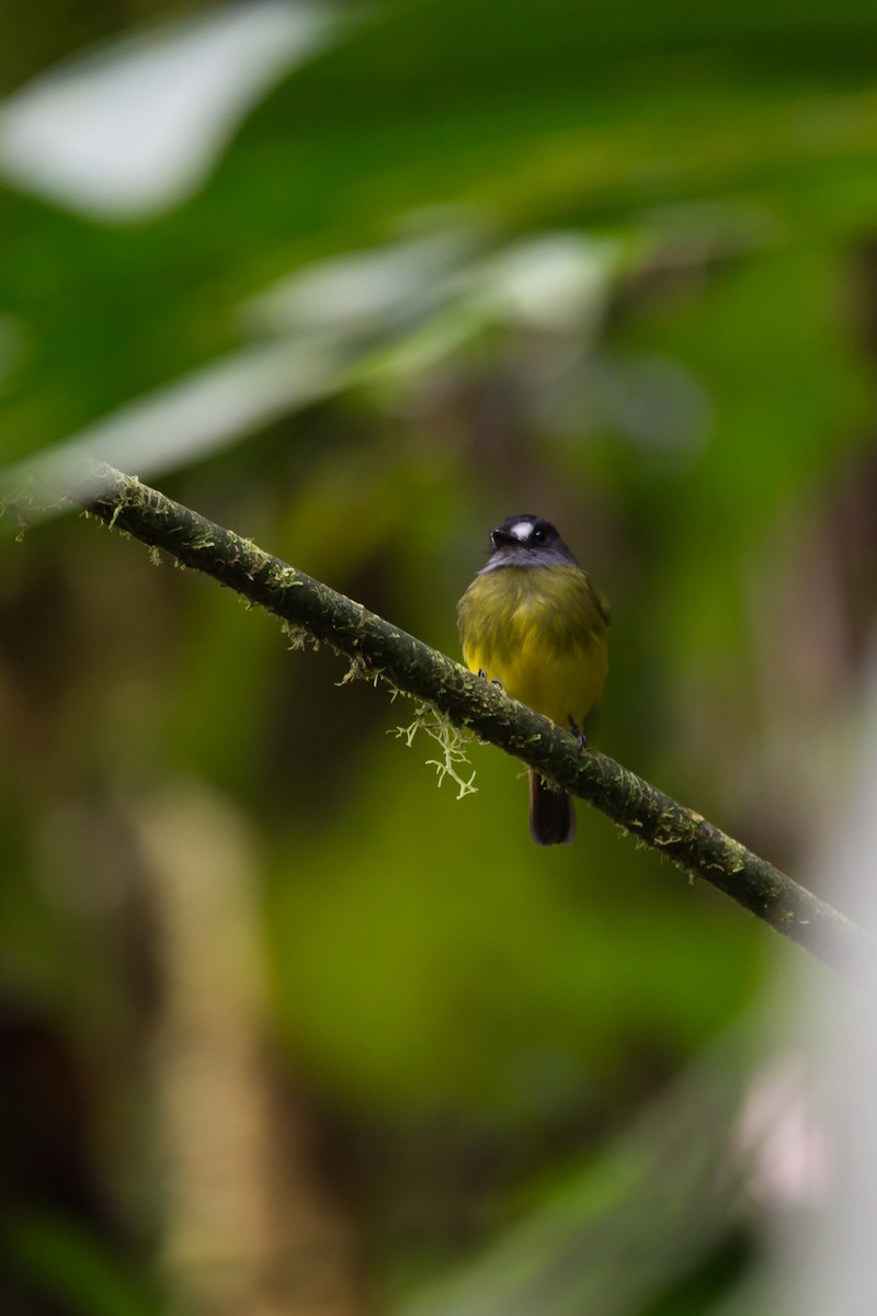 Ornate Flycatcher (Western) - ML618519642