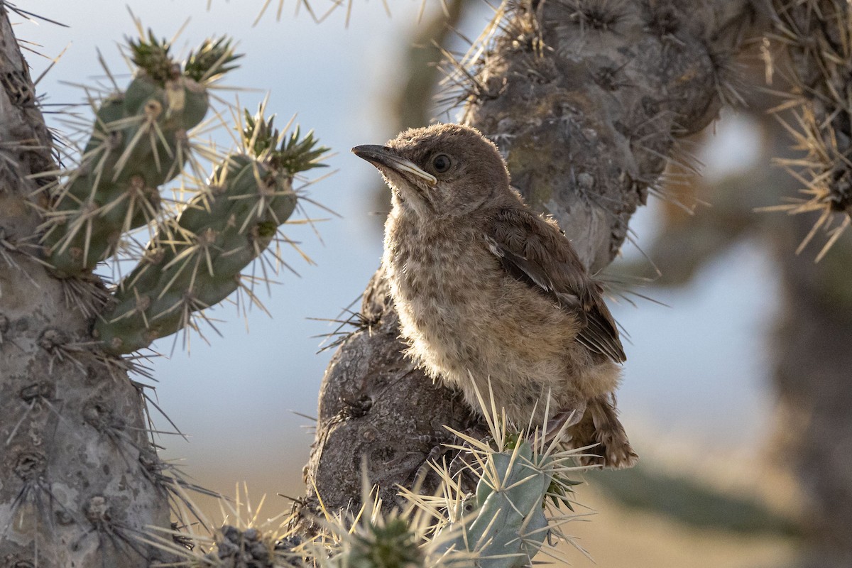 Curve-billed Thrasher - ML618519661