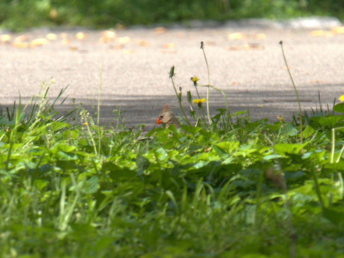 Northern Cardinal - Cindy & Gene Cunningham