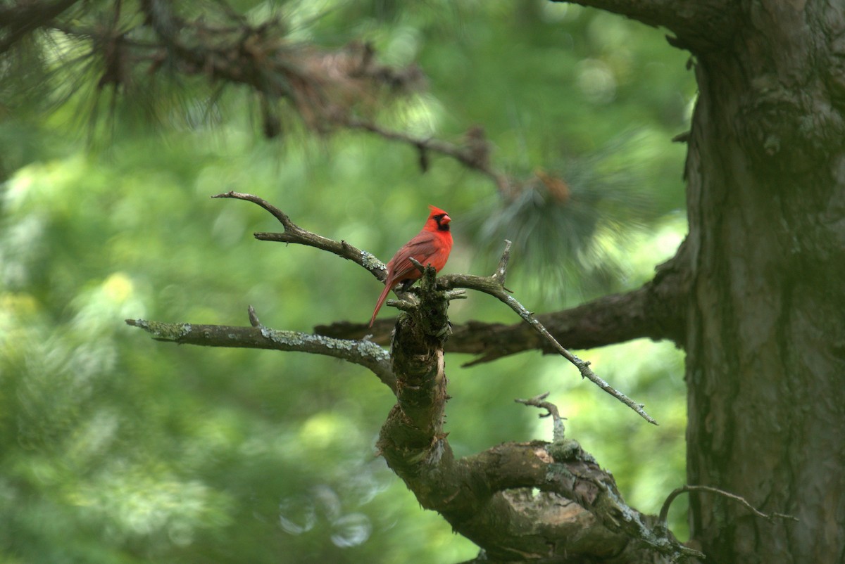 Northern Cardinal - Cindy & Gene Cunningham