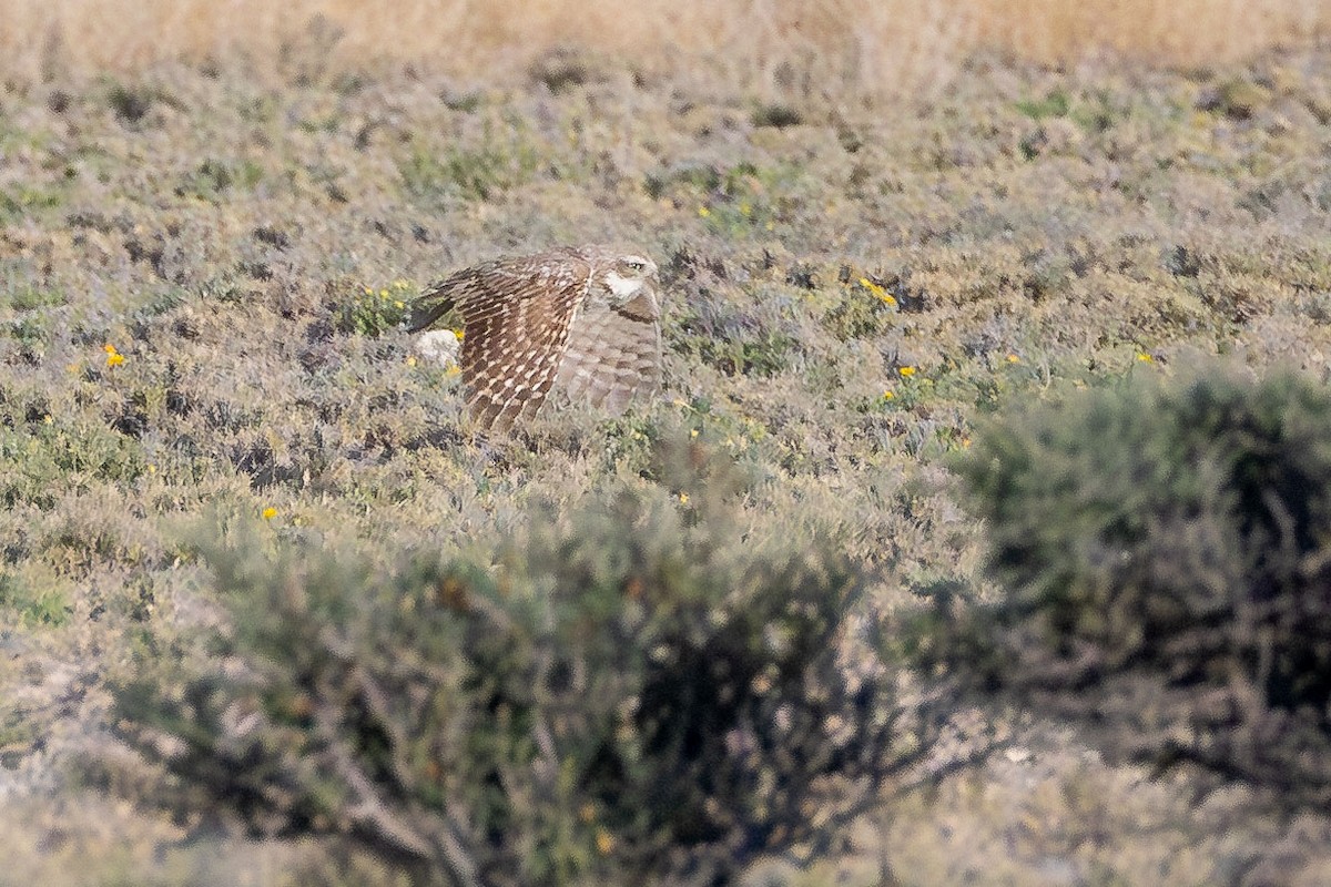 Burrowing Owl - ML618519677