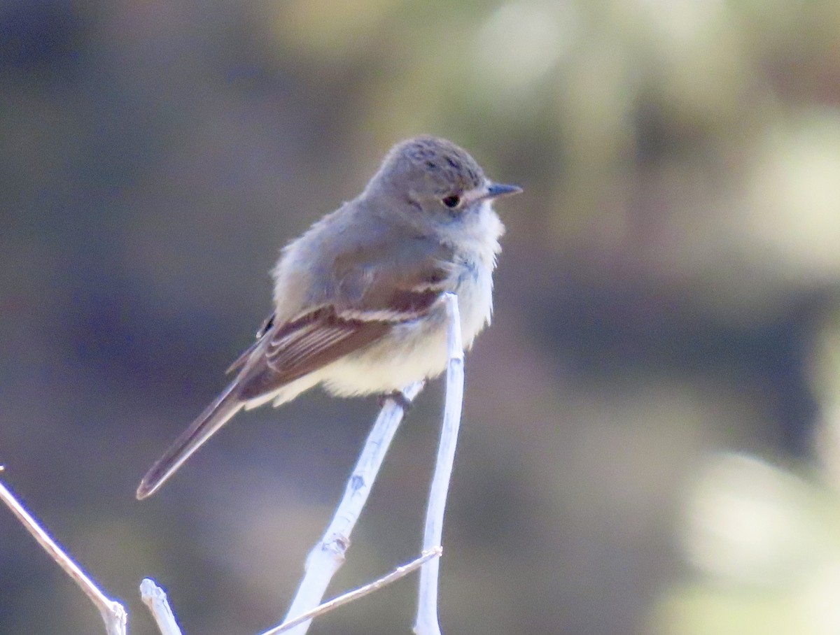 Dusky Flycatcher - ML618519712