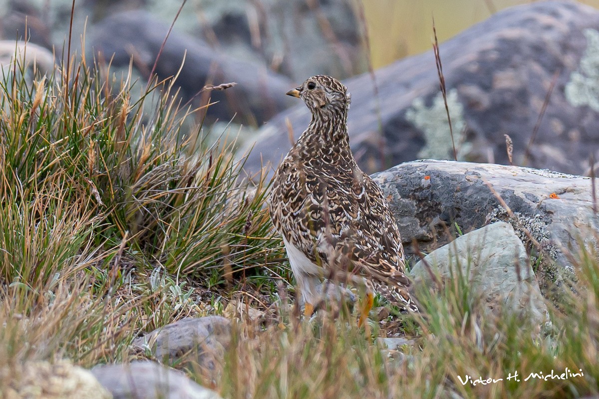 Gray-breasted Seedsnipe - ML618519729