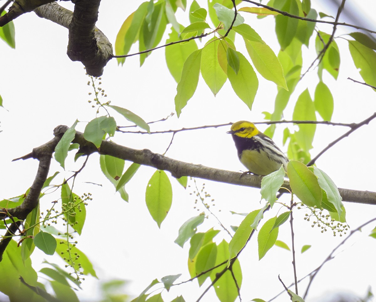 Black-throated Green Warbler - Jocelyn  Anderson