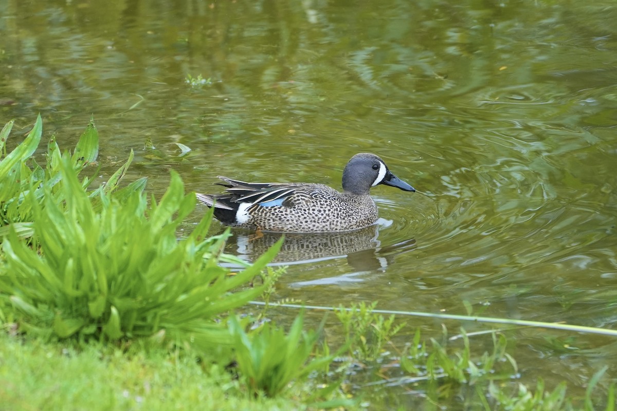 Blue-winged Teal - ML618519745